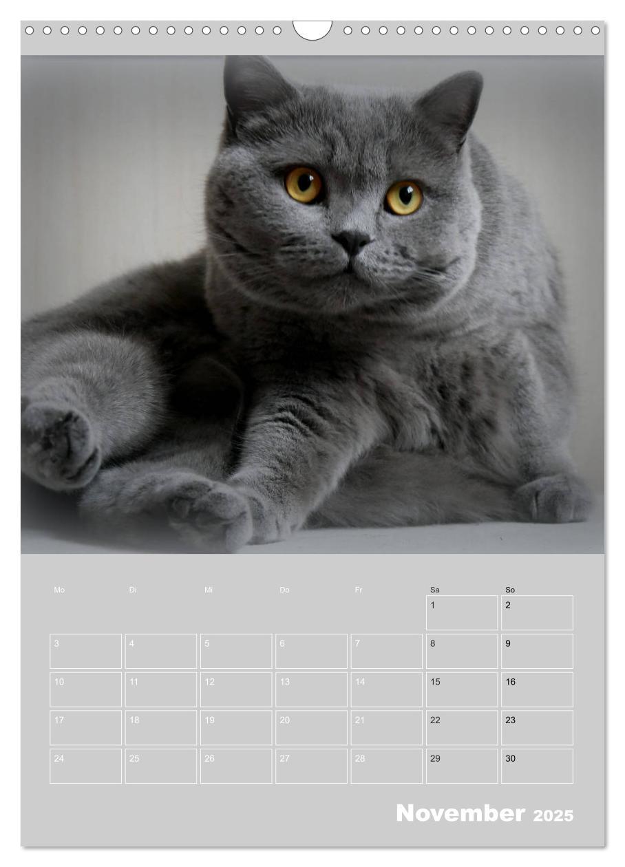 Bild: 9783435992072 | Graue Engel - Britischkurzhaar-Katzen (Wandkalender 2025 DIN A3...