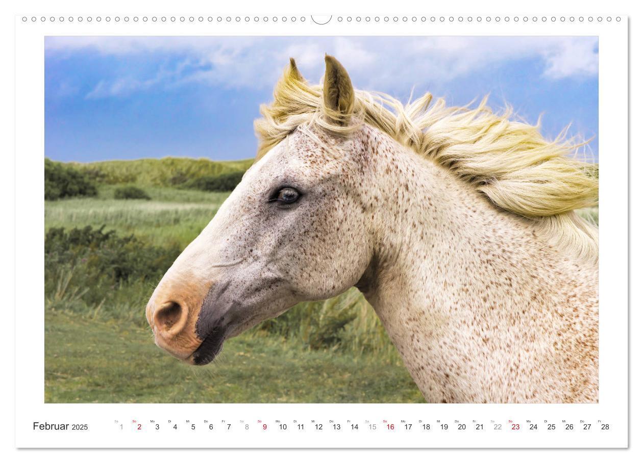 Bild: 9783435689996 | Der Pferdekalender (hochwertiger Premium Wandkalender 2025 DIN A2...