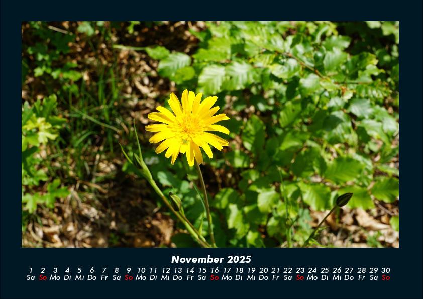 Bild: 9783755993346 | Blumenkalender 2025 Fotokalender DIN A4 | Tobias Becker | Kalender