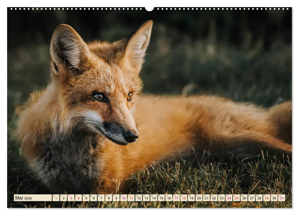 Bild: 9783435335824 | Fuchs - schlauer Räuber (Wandkalender 2025 DIN A2 quer), CALVENDO...