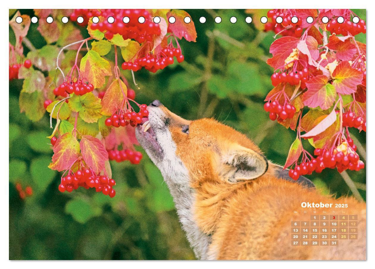 Bild: 9783383819629 | Der Fuchs: Kluger Jäger (Tischkalender 2025 DIN A5 quer), CALVENDO...