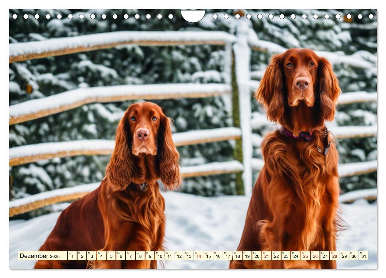 Bild: 9783435010844 | Irish Setter - Anmut pur (Wandkalender 2025 DIN A4 quer), CALVENDO...