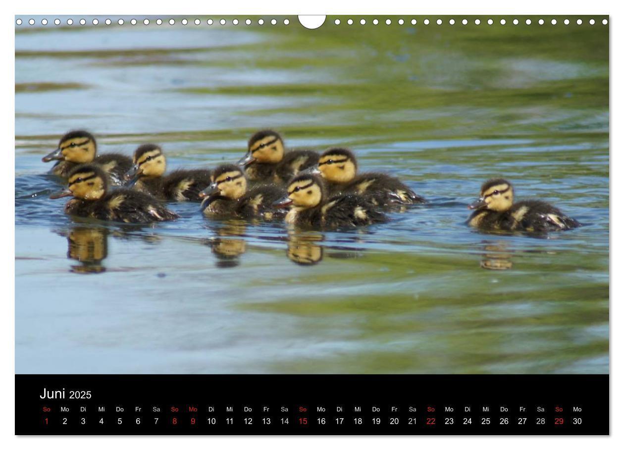 Bild: 9783435840526 | Das Leben der Enten (Wandkalender 2025 DIN A3 quer), CALVENDO...