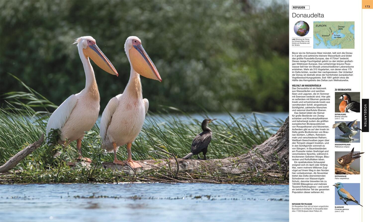 Bild: 9783831045358 | Vögel | Buch | Cover mit Folienveredlung | 512 S. | Deutsch | 2022