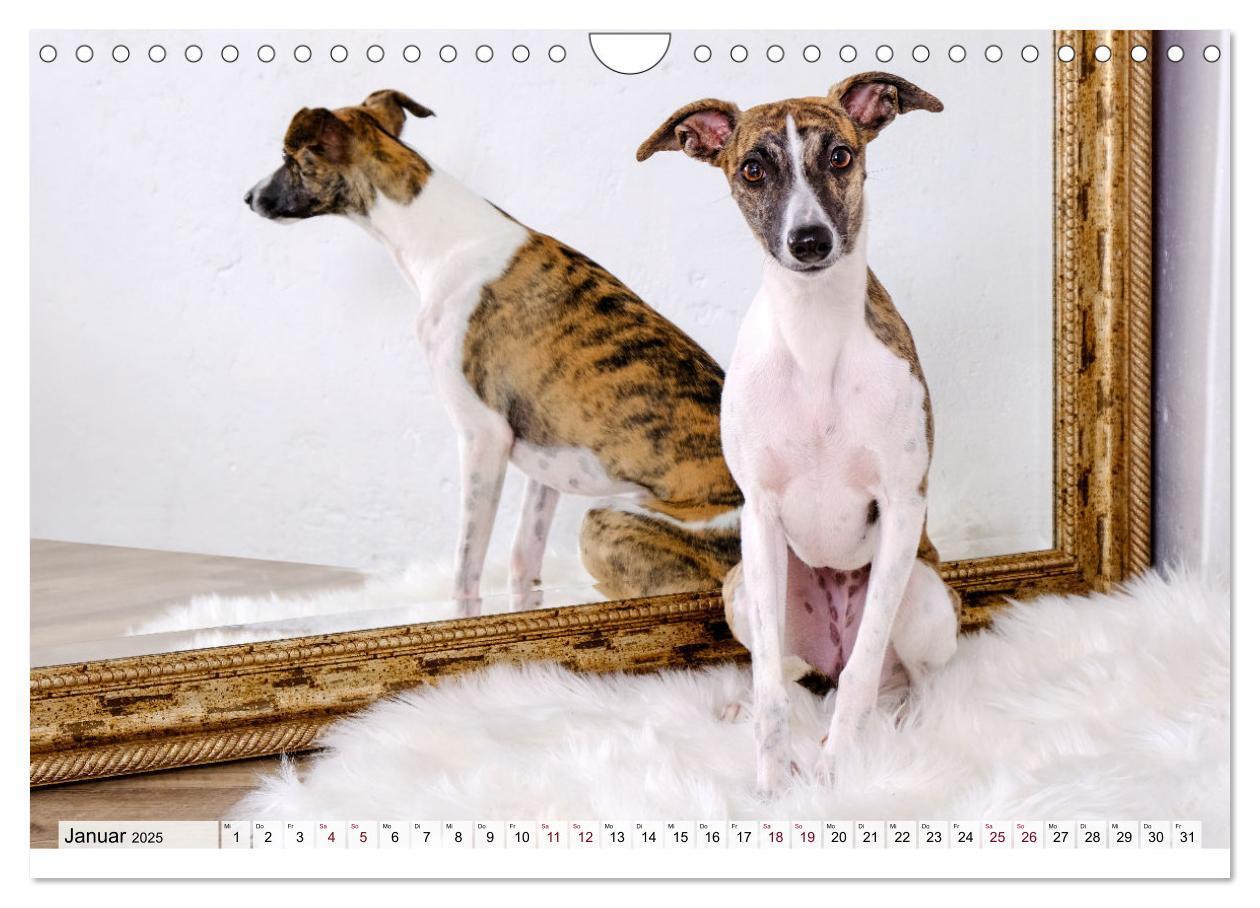 Bild: 9783383941917 | Der Whippet - ein Seelenhund (Wandkalender 2025 DIN A4 quer),...