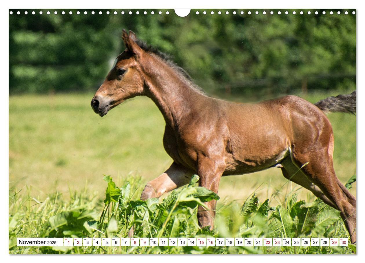 Bild: 9783435090259 | Fohlen - das Leben ist schön (Wandkalender 2025 DIN A3 quer),...