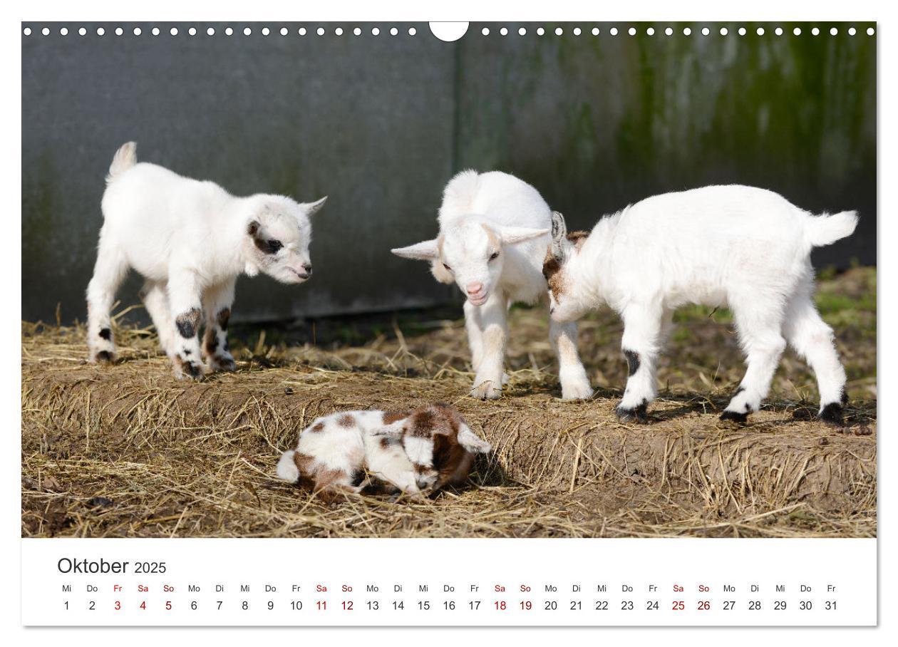 Bild: 9783435053643 | Ziegenkinder (Wandkalender 2025 DIN A3 quer), CALVENDO Monatskalender