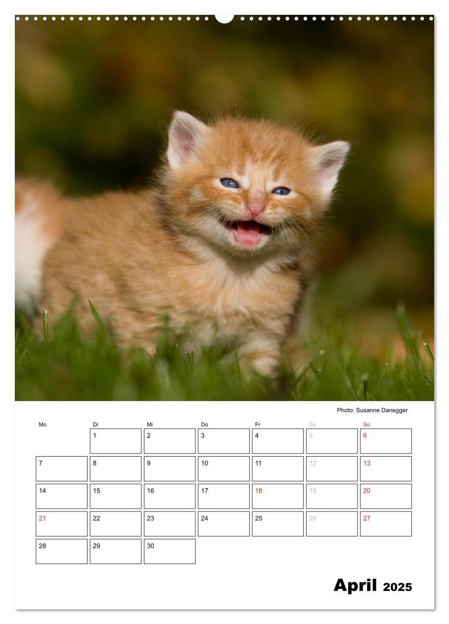 Bild: 9783457086063 | Katzenkinder - Impressionen (Wandkalender 2025 DIN A2 hoch),...