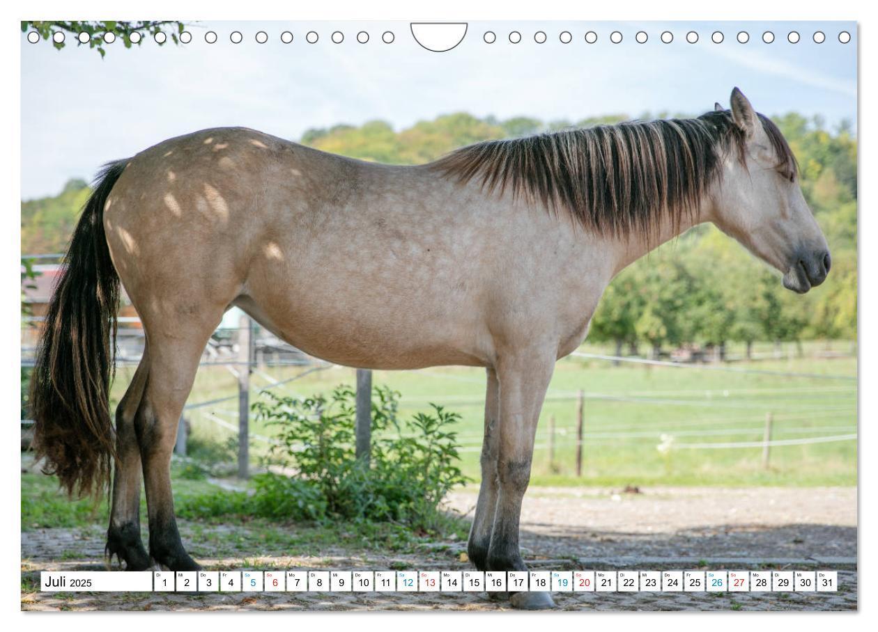 Bild: 9783435172542 | Durch das Jahr mit dem Connemara Pony Holly (Wandkalender 2025 DIN...