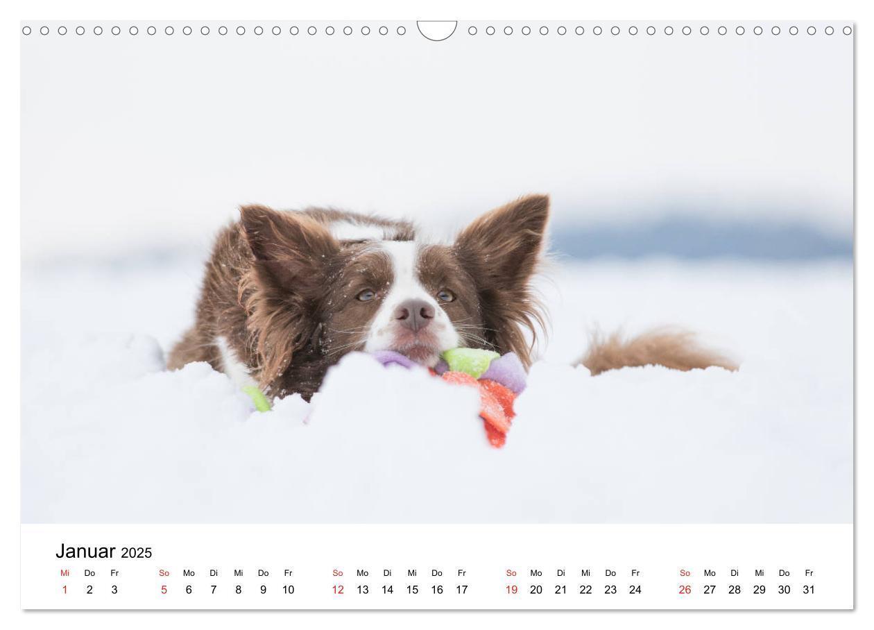 Bild: 9783435191383 | Border Collie - Bunt und clever! (Wandkalender 2025 DIN A3 quer),...