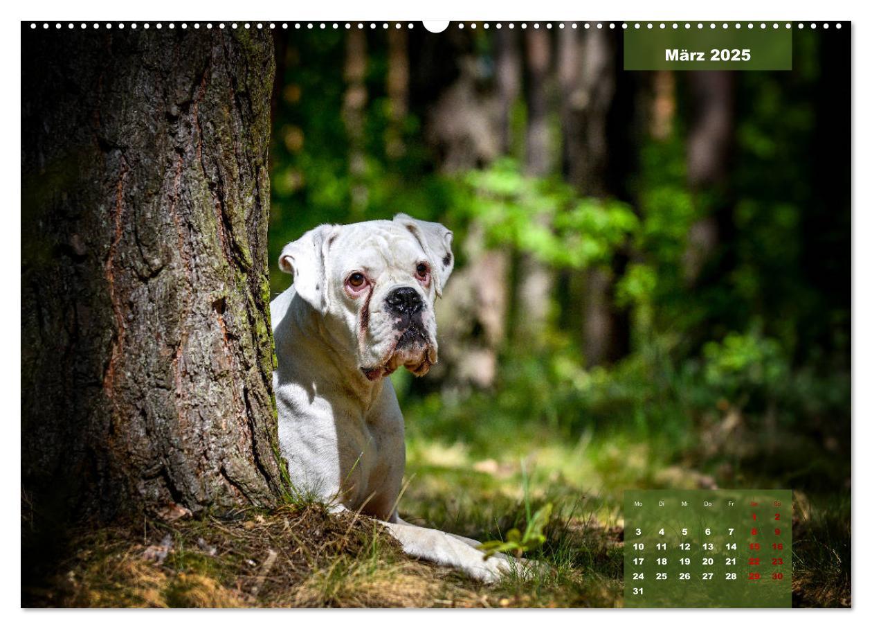 Bild: 9783435110452 | Boxer Frech und fröhlich durch das Jahr (Wandkalender 2025 DIN A2...