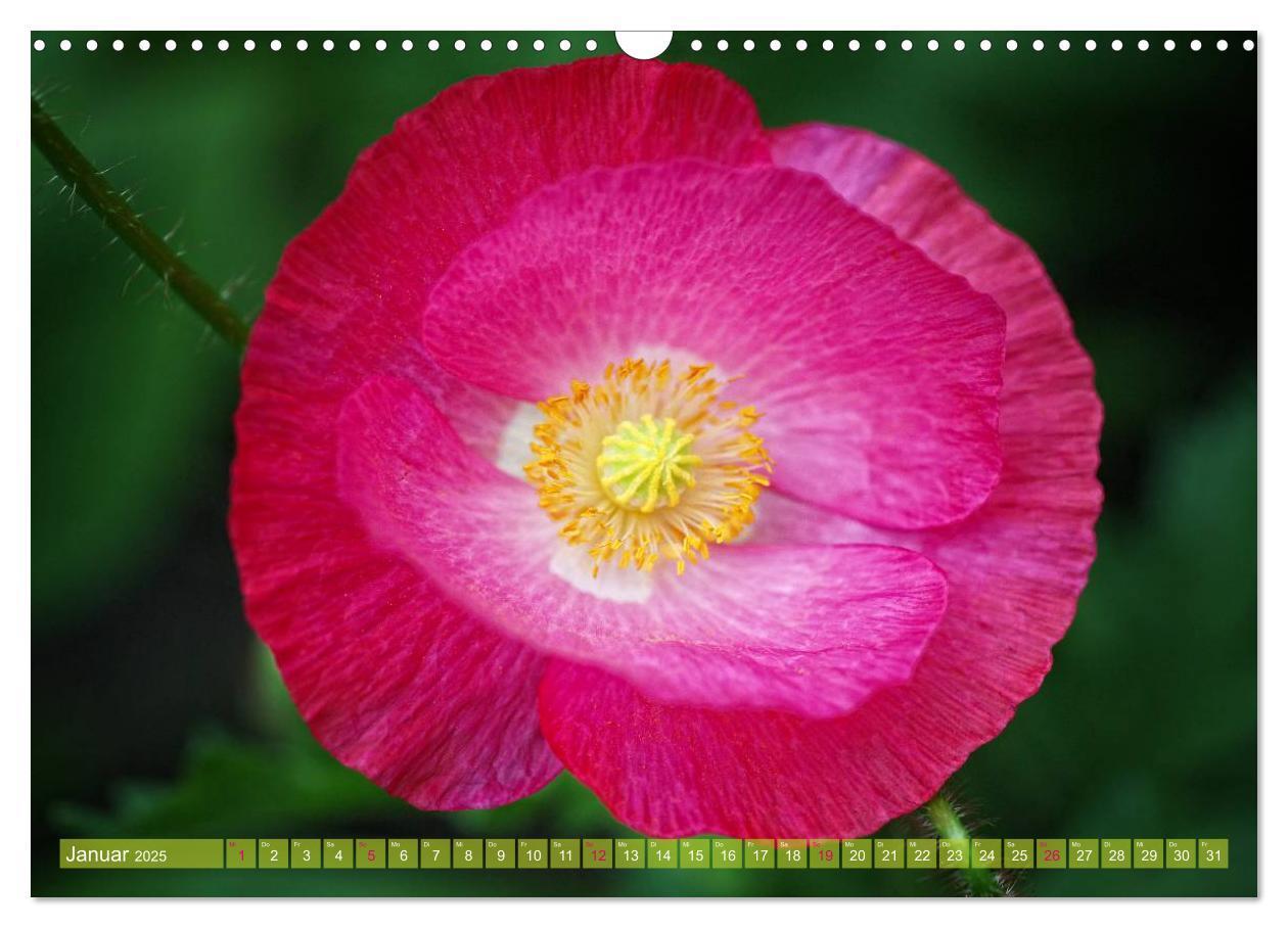 Bild: 9783435734160 | Mohn Tage (Wandkalender 2025 DIN A3 quer), CALVENDO Monatskalender