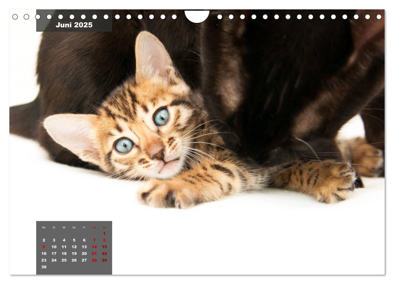 Bild: 9783435409143 | Bengal Kätzchen (Wandkalender 2025 DIN A4 quer), CALVENDO...