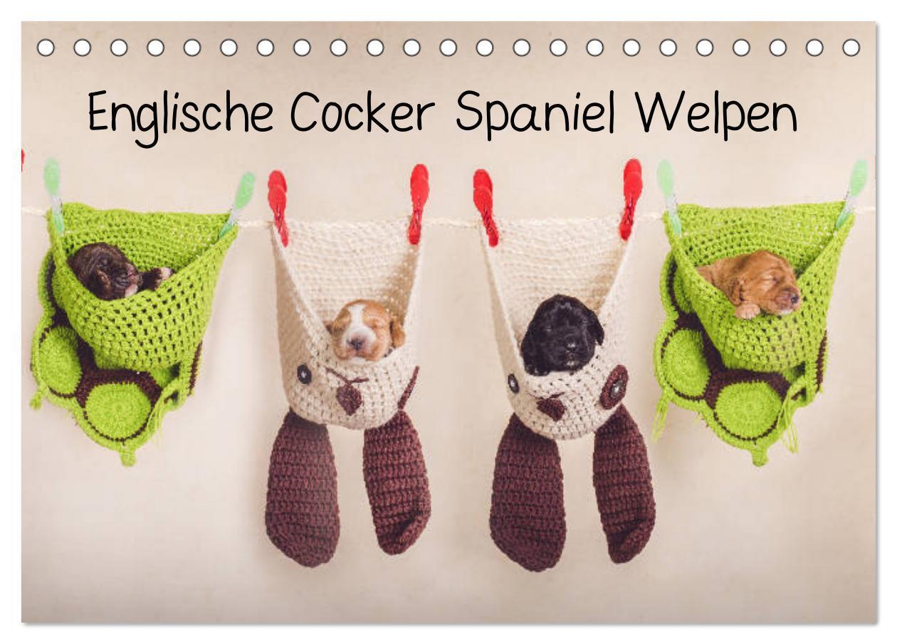 Cover: 9783435328925 | Englische Cocker Spaniel Welpen (Tischkalender 2025 DIN A5 quer),...