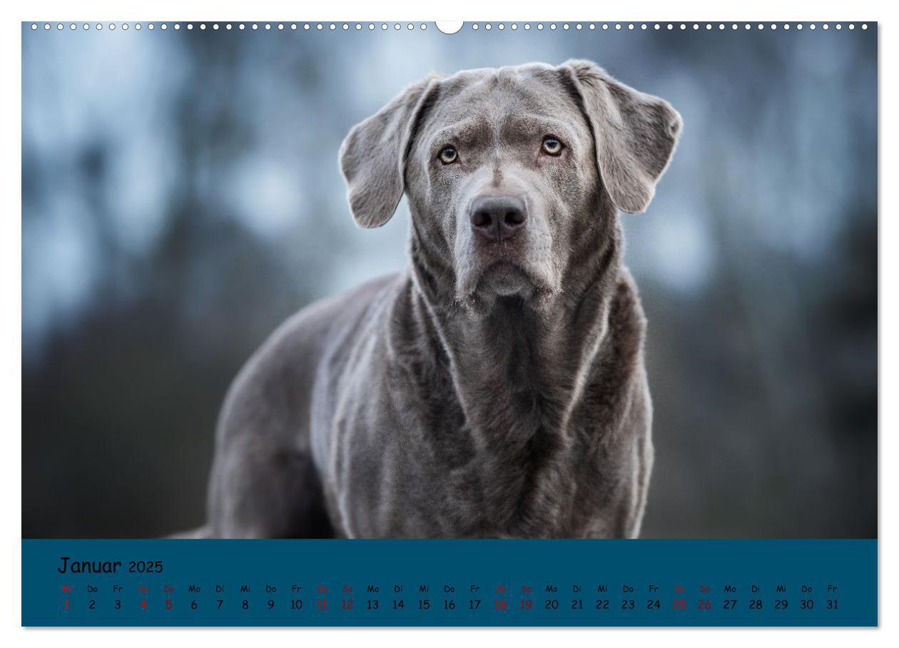 Bild: 9783383959592 | Labrador Retriever - Vielfalt auf Vier Pfoten (Wandkalender 2025...