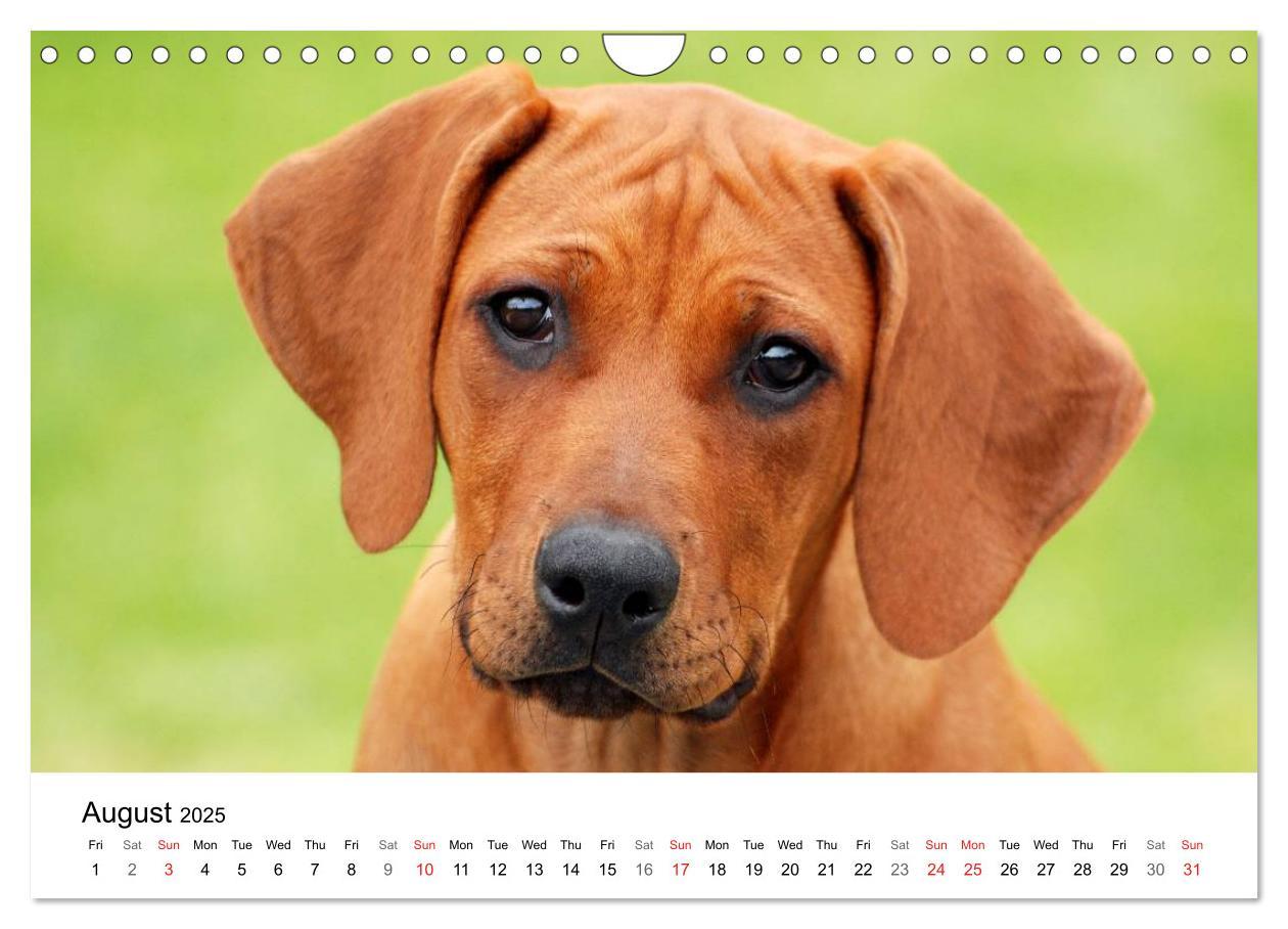 Bild: 9781325960699 | Rhodesian Ridgeback Puppies (Wall Calendar 2025 DIN A4 landscape),...