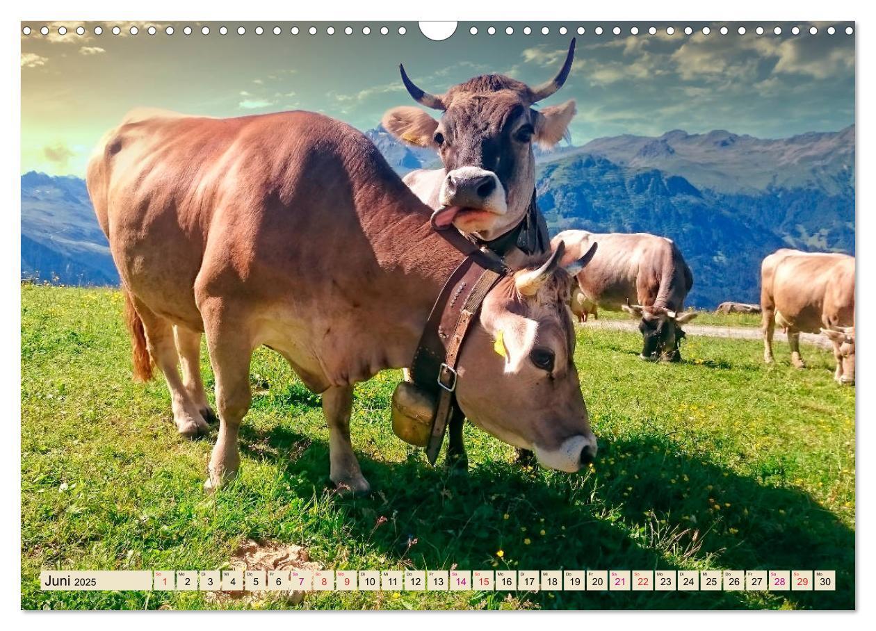 Bild: 9783435119226 | Berg-Kühe, Natur pur - unser schönster Urlaub (Wandkalender 2025...