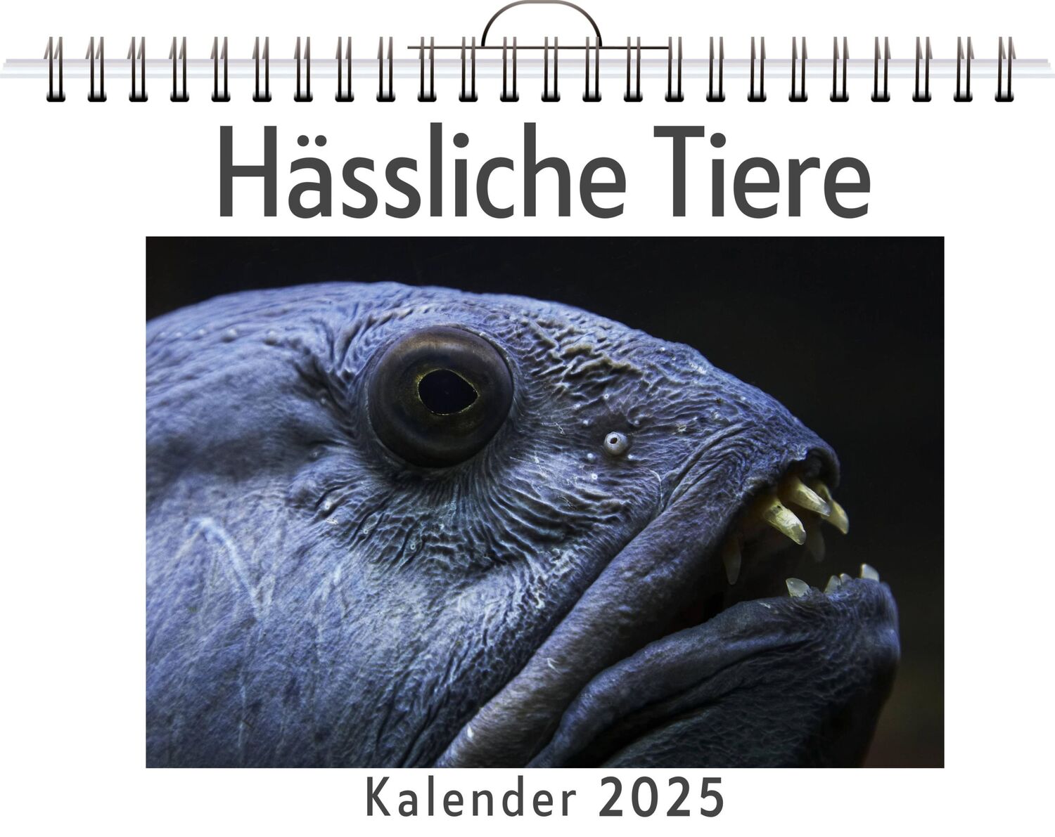 Cover: 9783759119100 | Hässliche Tiere | Matteo Möller | Kalender | Kalender | 14 S.