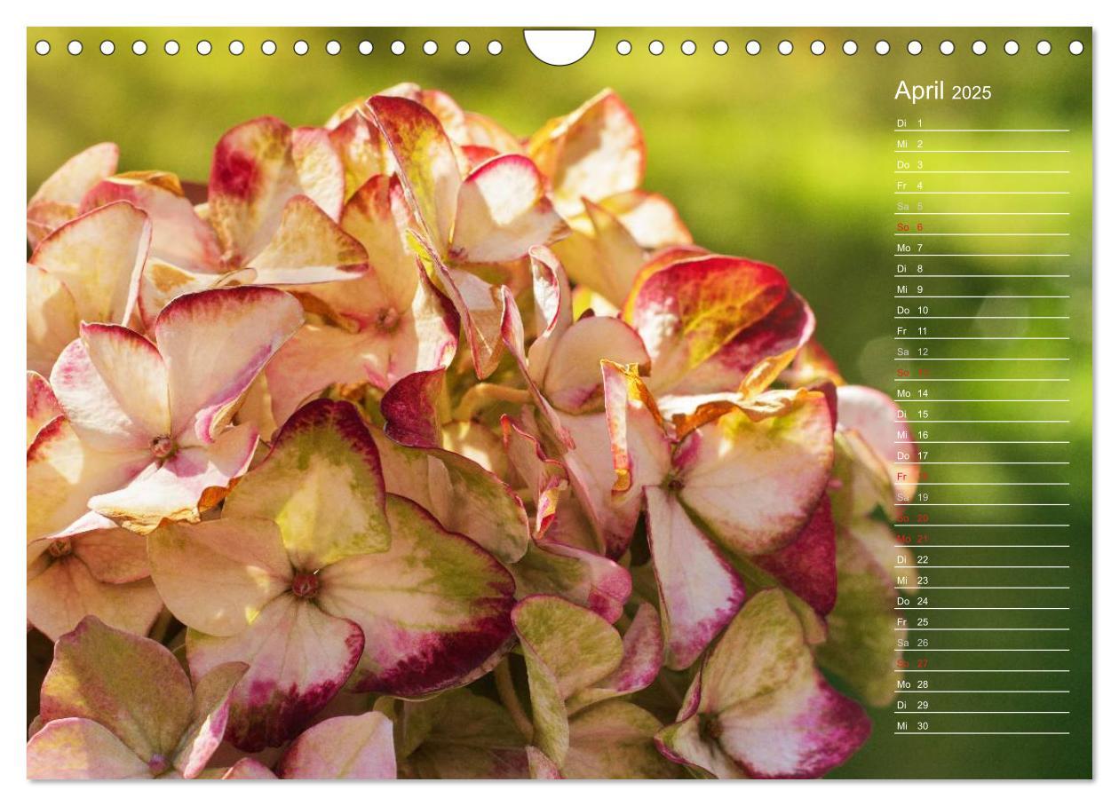 Bild: 9783435507412 | Die Hortensie und ihre vielen Gesichter (Wandkalender 2025 DIN A4...