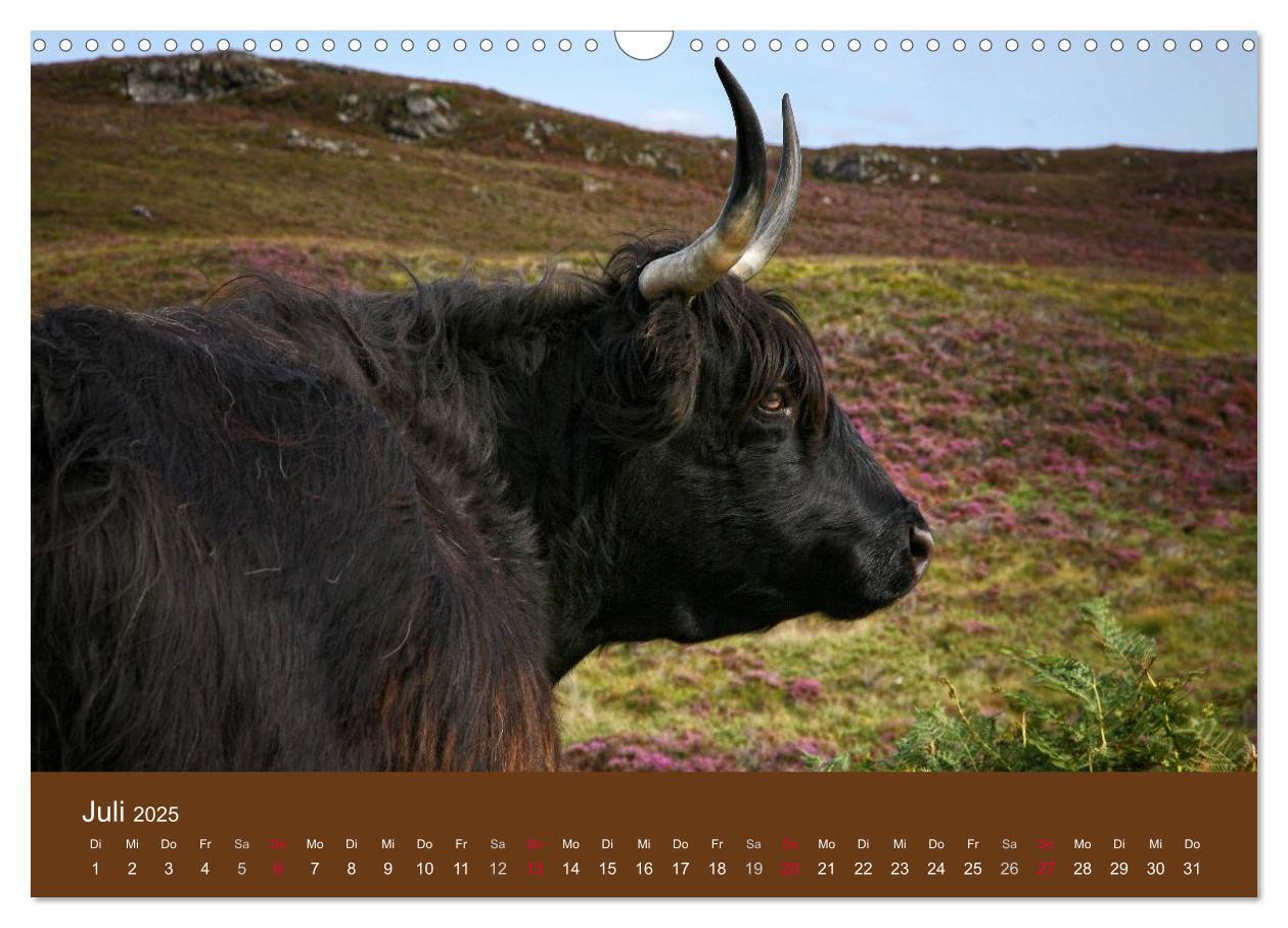 Bild: 9783435642625 | Schottische Hochlandrinder - Highland Cattle (Wandkalender 2025 DIN...