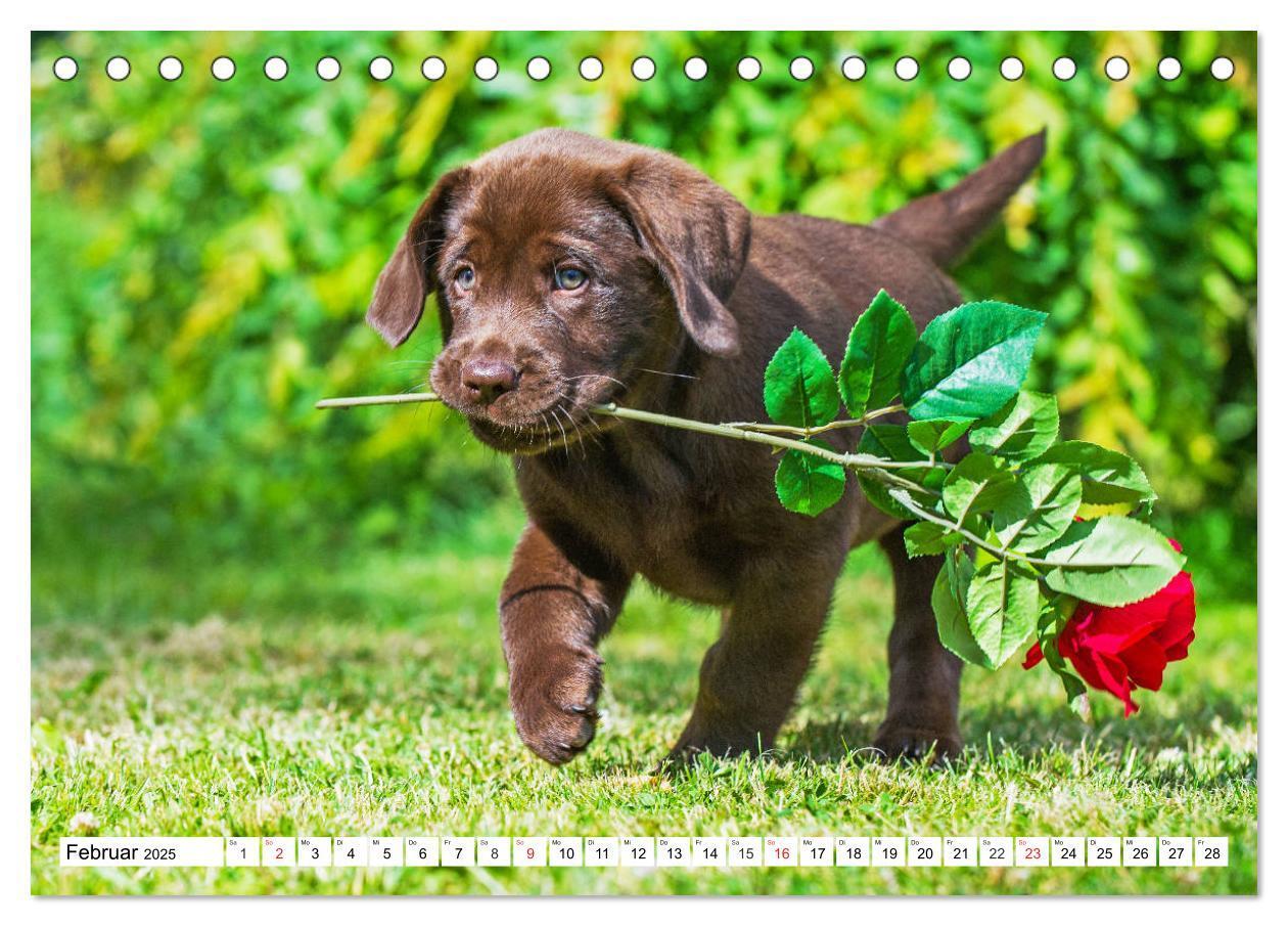 Bild: 9783435210121 | Labrador Retriever Welpen - Kleine Weltentdecker (Tischkalender...