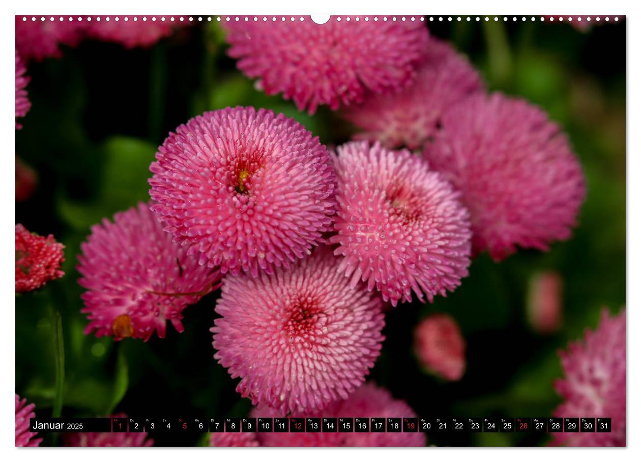 Bild: 9783435227495 | Kleine Blumen ganz groß (Wandkalender 2025 DIN A2 quer), CALVENDO...