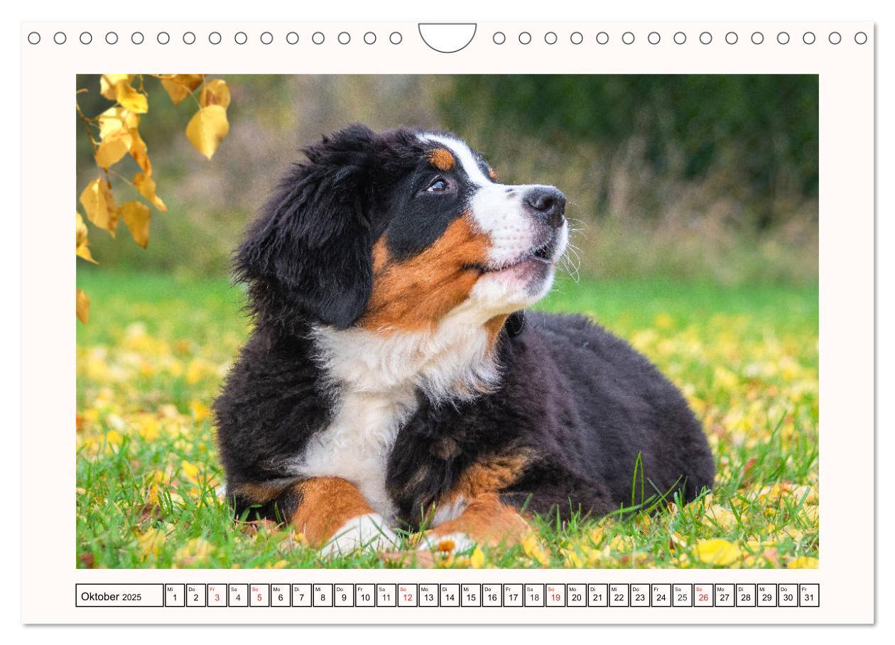 Bild: 9783435136001 | Berner Sennenhunde - Träumereien (Wandkalender 2025 DIN A4 quer),...