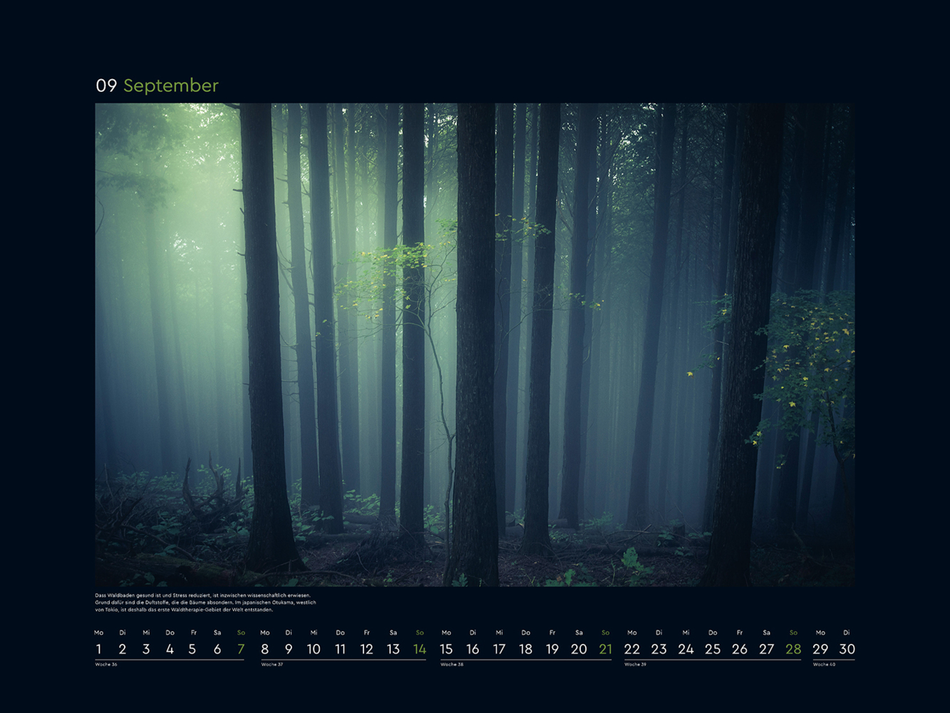 Bild: 9783965913356 | Magische Wälder - KUNTH Wandkalender 2025 | Kalender | 14 S. | Deutsch