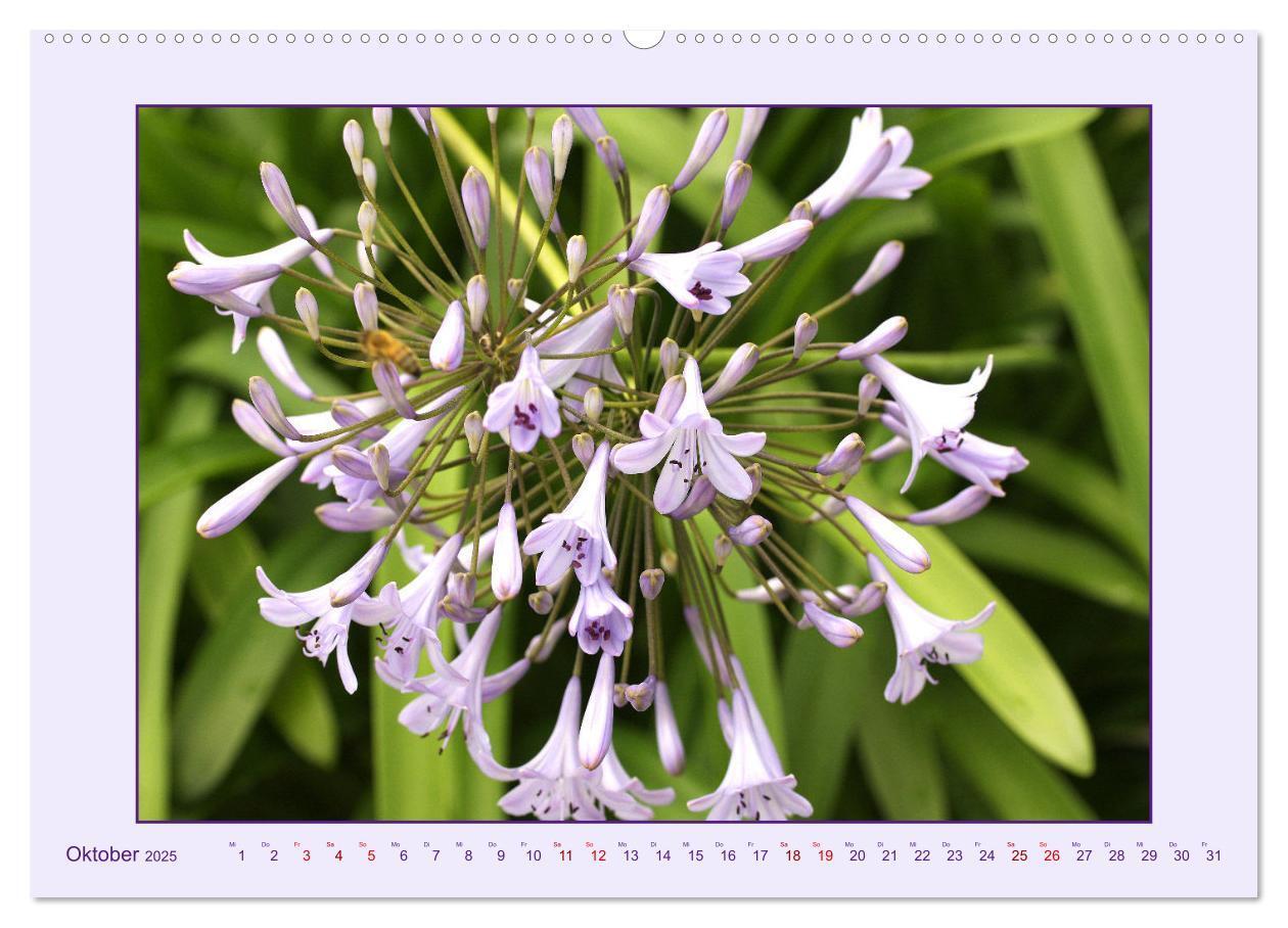 Bild: 9783435030682 | Schmucklilie - Agapanthus (hochwertiger Premium Wandkalender 2025...