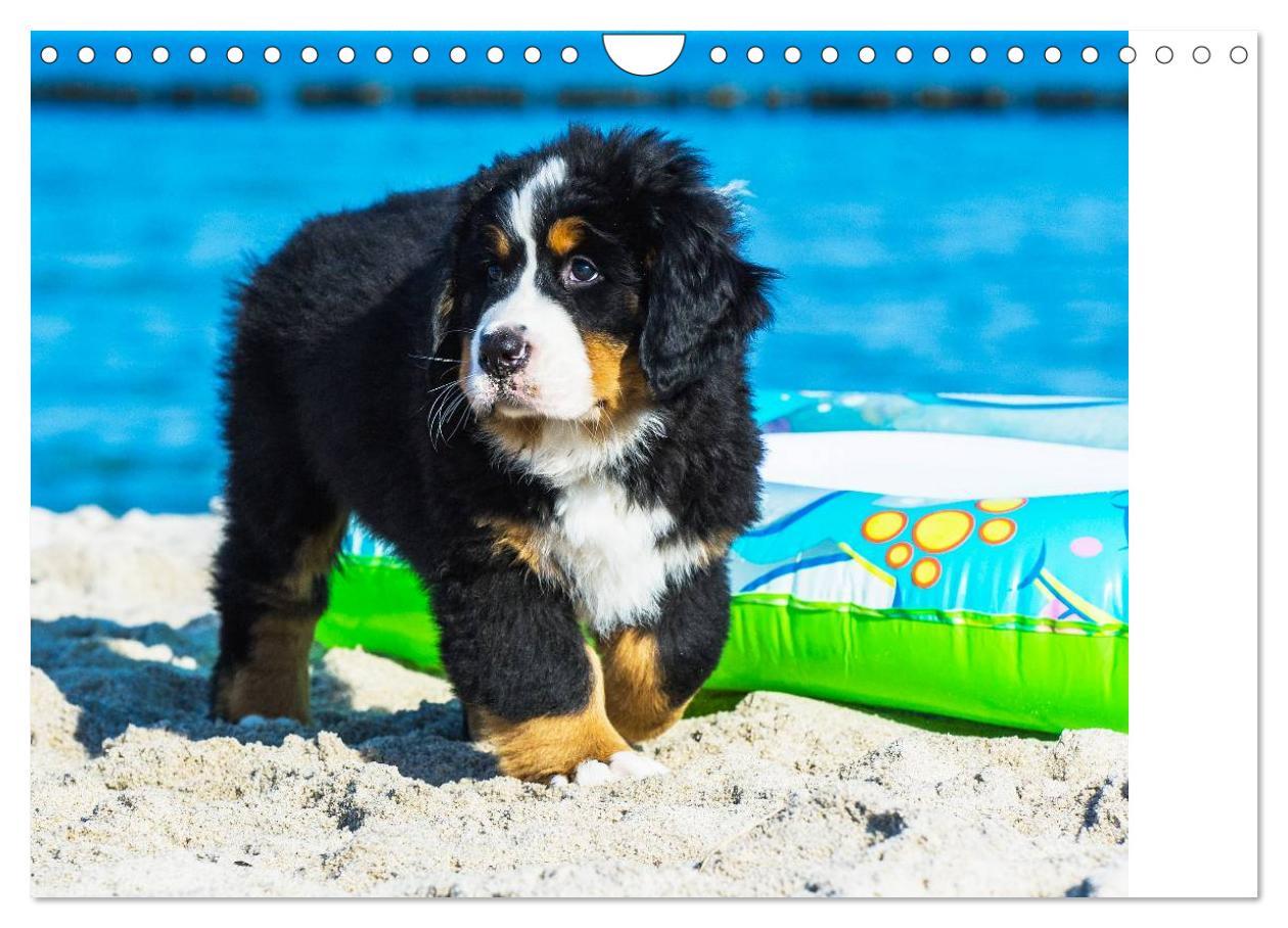 Bild: 9783435478736 | Seebärchen entdecken die Welt - Berner Sennenhunde (Wandkalender...