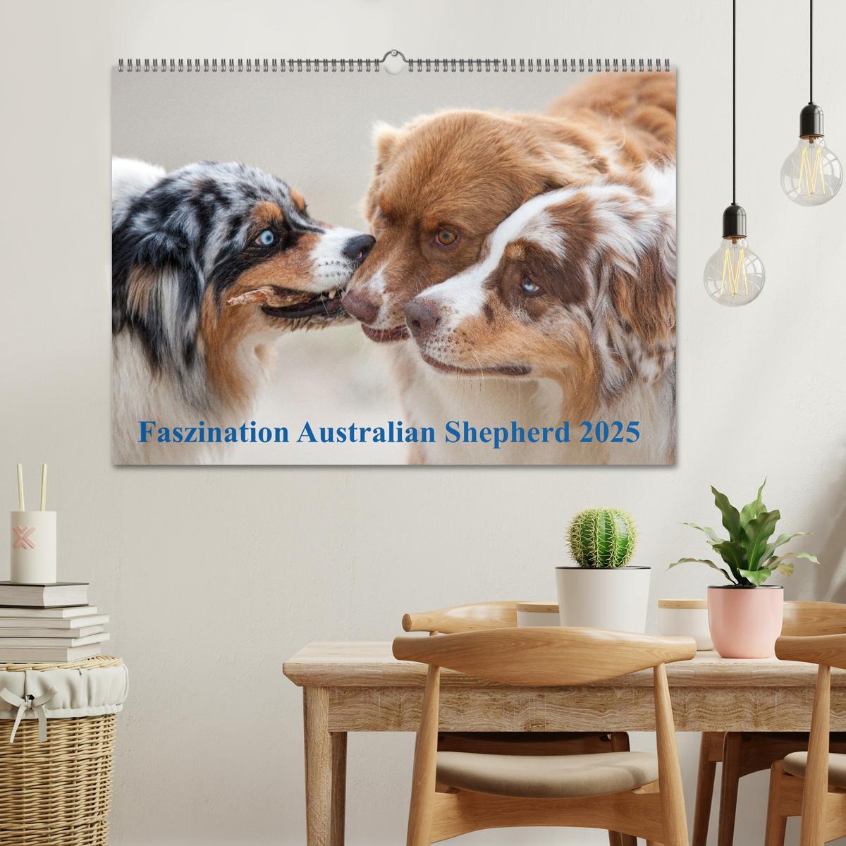 Bild: 9783435672189 | Australian Shepherd 2025 (Wandkalender 2025 DIN A2 quer), CALVENDO...