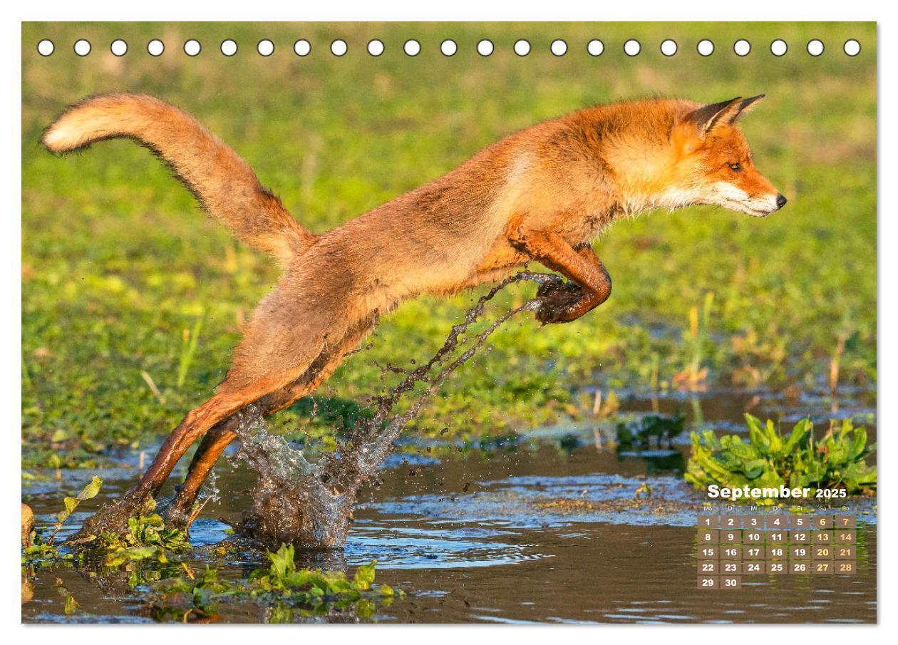 Bild: 9783383819629 | Der Fuchs: Kluger Jäger (Tischkalender 2025 DIN A5 quer), CALVENDO...