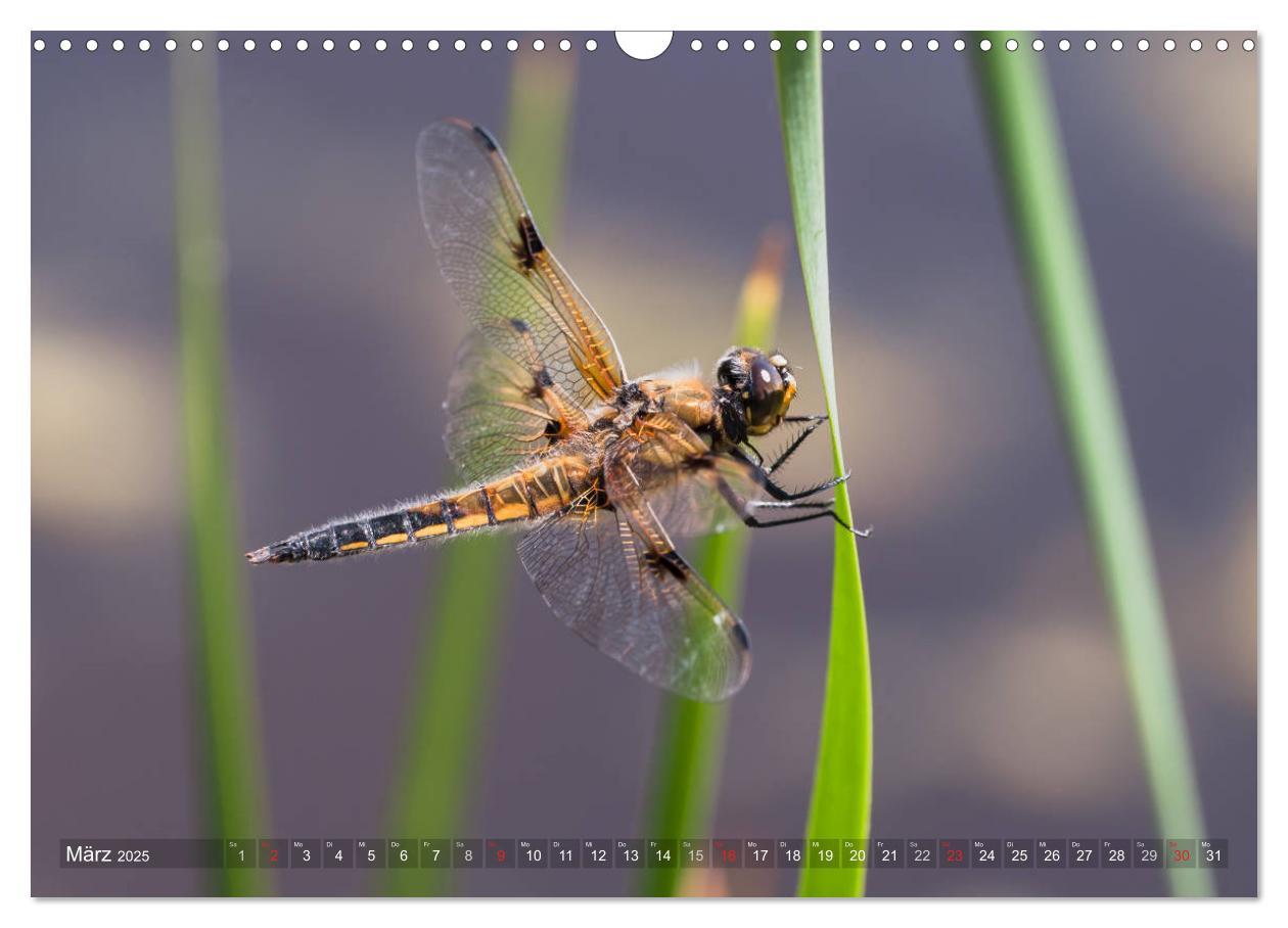 Bild: 9783435717552 | Libellen - Fliegende Edelsteine (Wandkalender 2025 DIN A3 quer),...