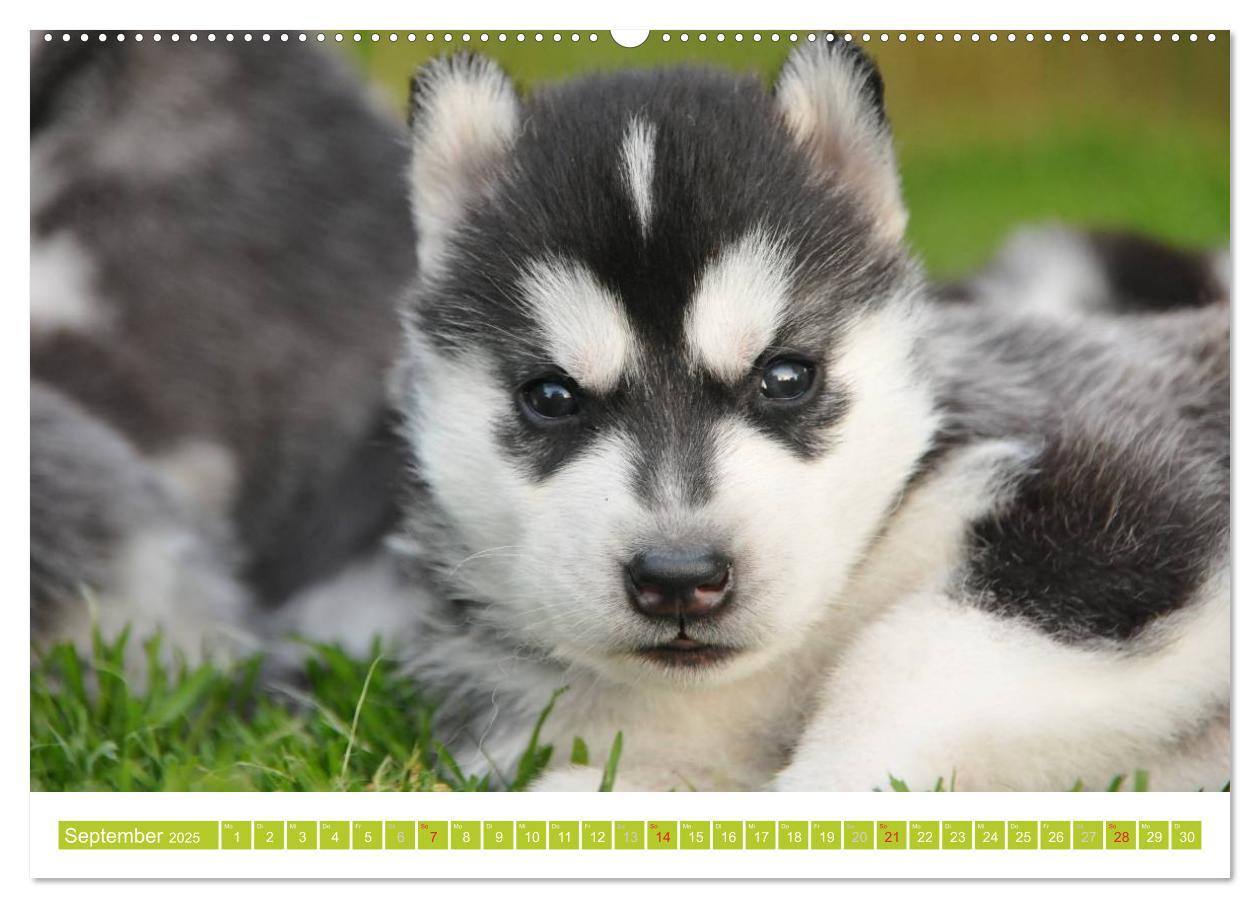 Bild: 9783435746705 | Siberian Husky - der Urtyp (hochwertiger Premium Wandkalender 2025...