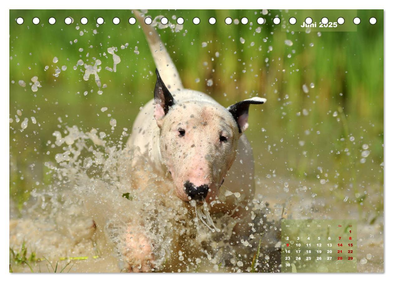 Bild: 9783435340330 | Bullterrier 2025 Frech und fröhlich durch das Jahr (Tischkalender...