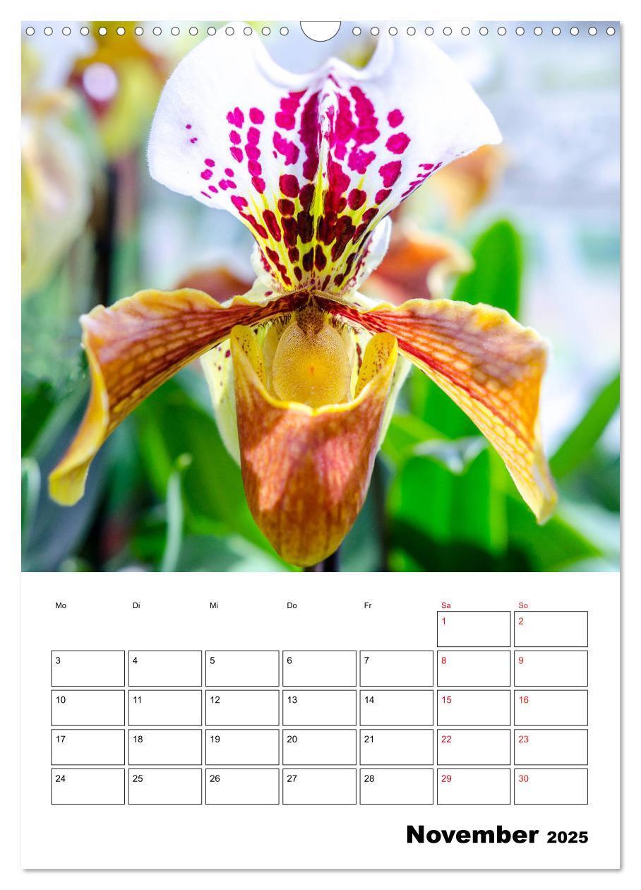 Bild: 9783435977499 | Orchideen - Tropische Schönheiten (Wandkalender 2025 DIN A3 hoch),...