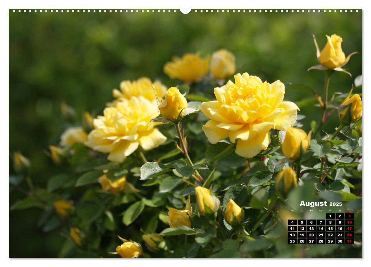 Bild: 9783435234356 | Magie der Rosen (Wandkalender 2025 DIN A2 quer), CALVENDO...