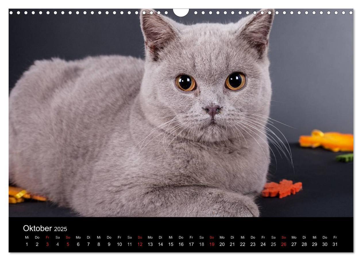 Bild: 9783435833597 | Britisch Kurzhaar Katzen (Wandkalender 2025 DIN A3 quer), CALVENDO...