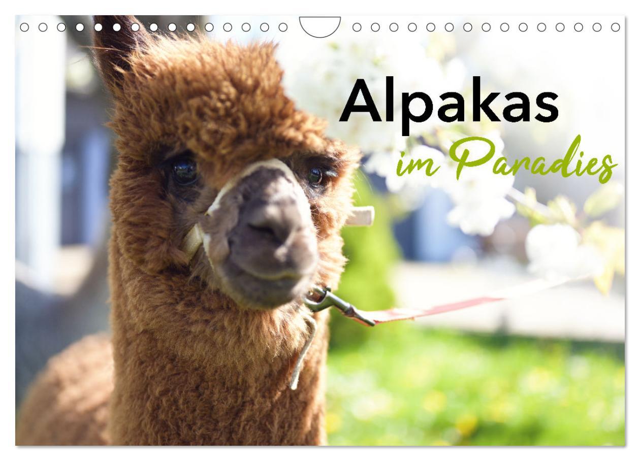 Cover: 9783457218679 | Alpakas im Paradies (Wandkalender 2025 DIN A4 quer), CALVENDO...