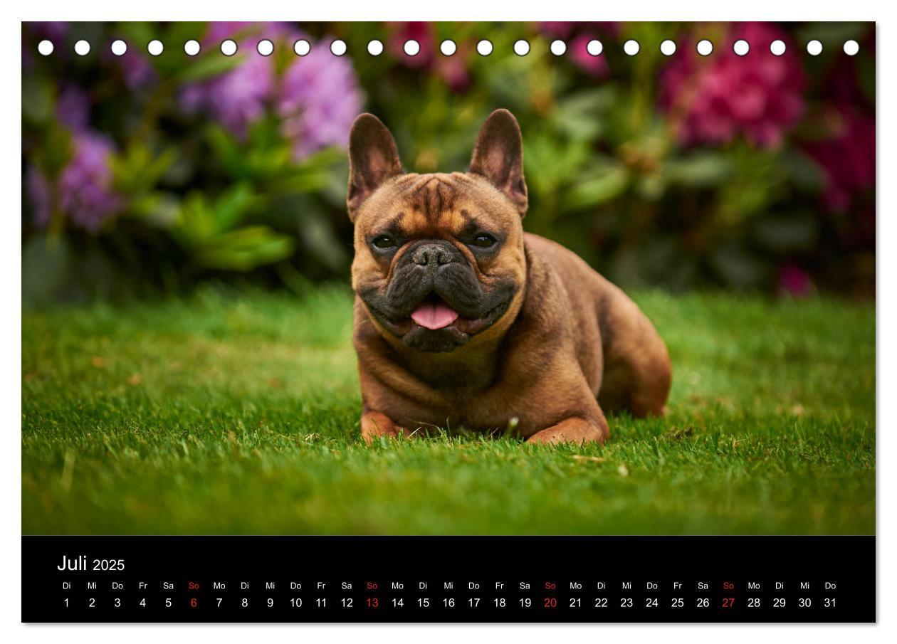 Bild: 9783435298372 | French Bulldog aktiv, verspielt, sportlich (Tischkalender 2025 DIN...