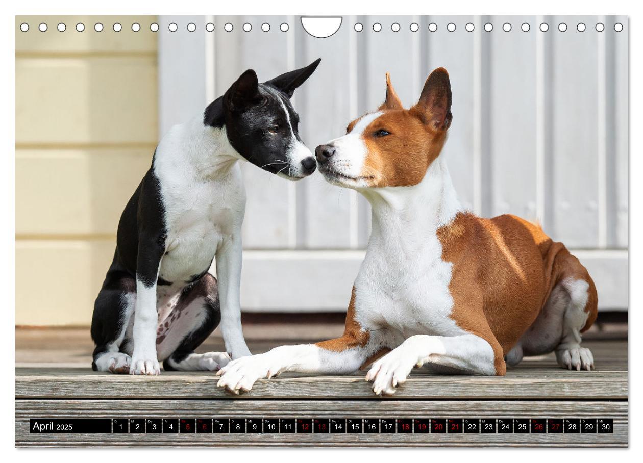 Bild: 9783435025978 | Coole Basenjis (Wandkalender 2025 DIN A4 quer), CALVENDO...