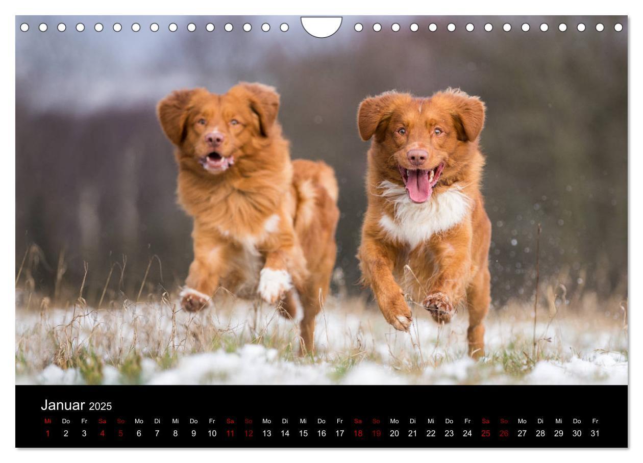 Bild: 9783435392919 | Toller - Nova Scotia Duck Tolling Retriever (Wandkalender 2025 DIN...