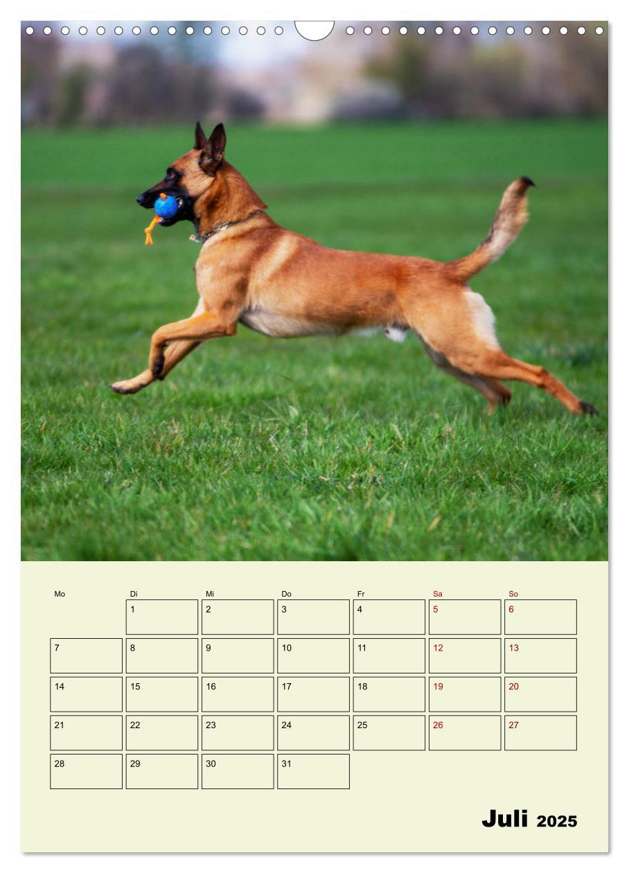 Bild: 9783435947065 | Malinois verlässliche Begleiter (Wandkalender 2025 DIN A3 hoch),...