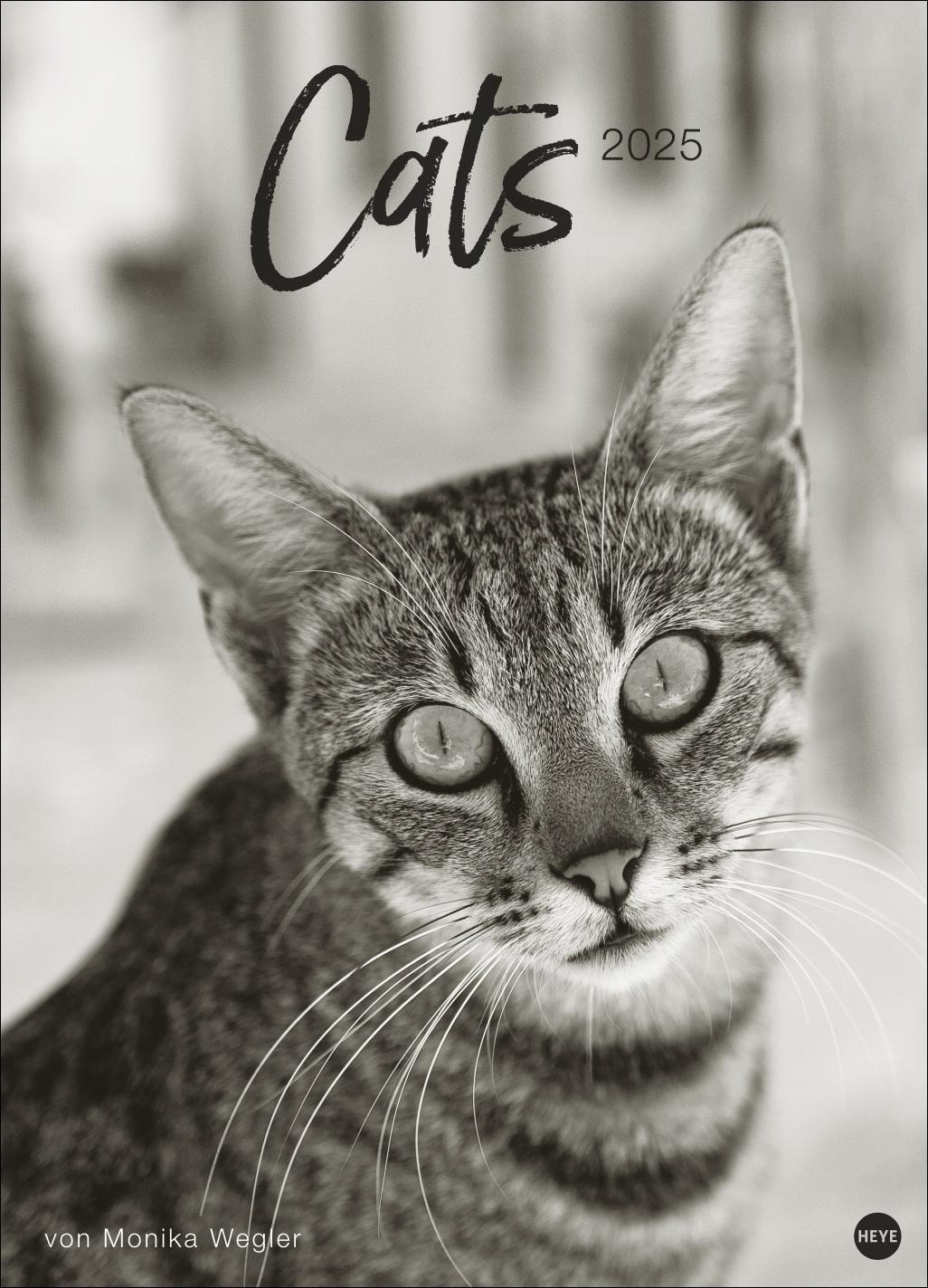 Cover: 9783756404650 | Cats Edition Kalender 2025 | Monika Wegler | Kalender | 14 S. | 2025