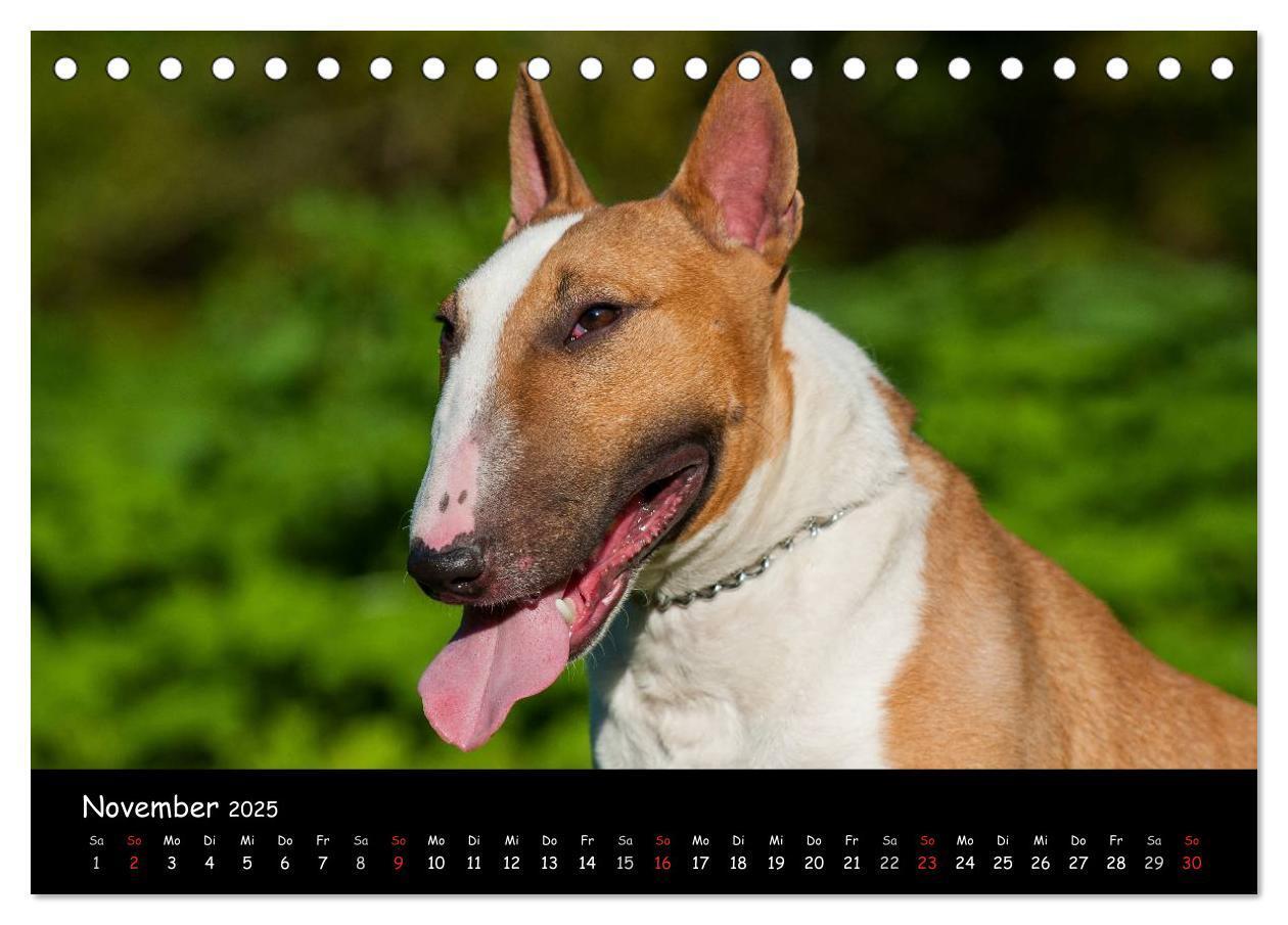 Bild: 9783435767694 | Bullterrier (Tischkalender 2025 DIN A5 quer), CALVENDO Monatskalender