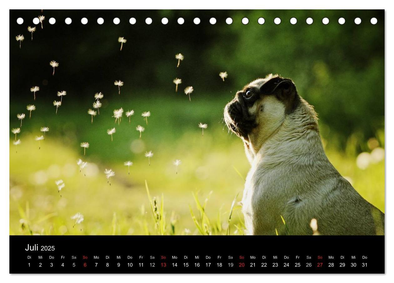 Bild: 9783435768424 | Der MOPS-Kalender (Tischkalender 2025 DIN A5 quer), CALVENDO...