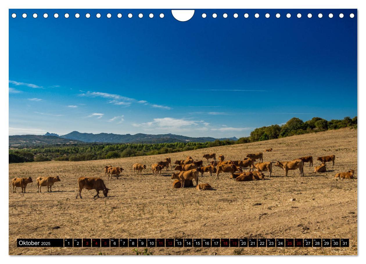 Bild: 9783435404049 | Wildes Sardinien 2025 (Wandkalender 2025 DIN A4 quer), CALVENDO...