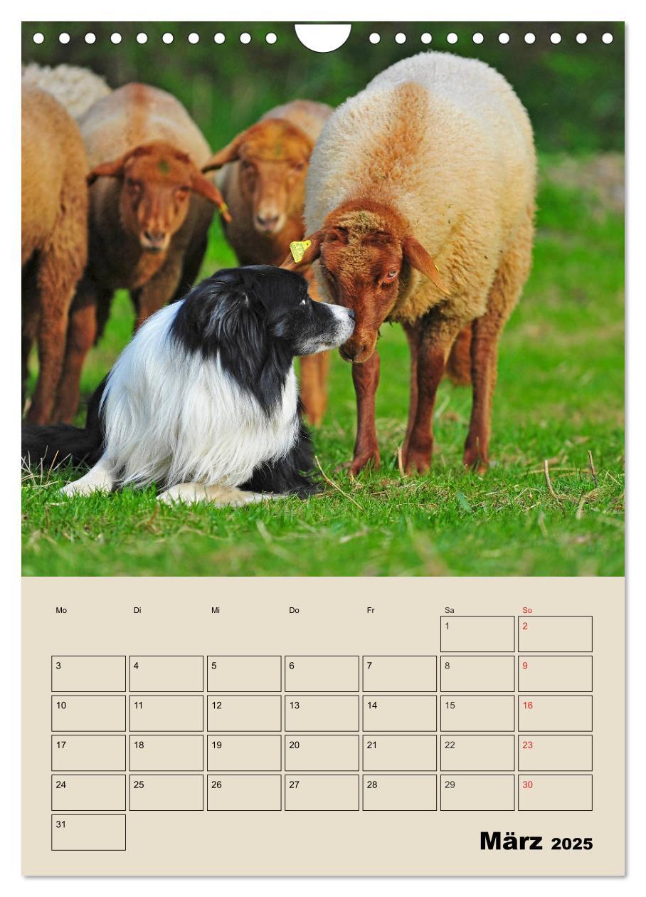 Bild: 9783435959617 | Border Collie - Ein Familienplaner (Wandkalender 2025 DIN A4 hoch),...