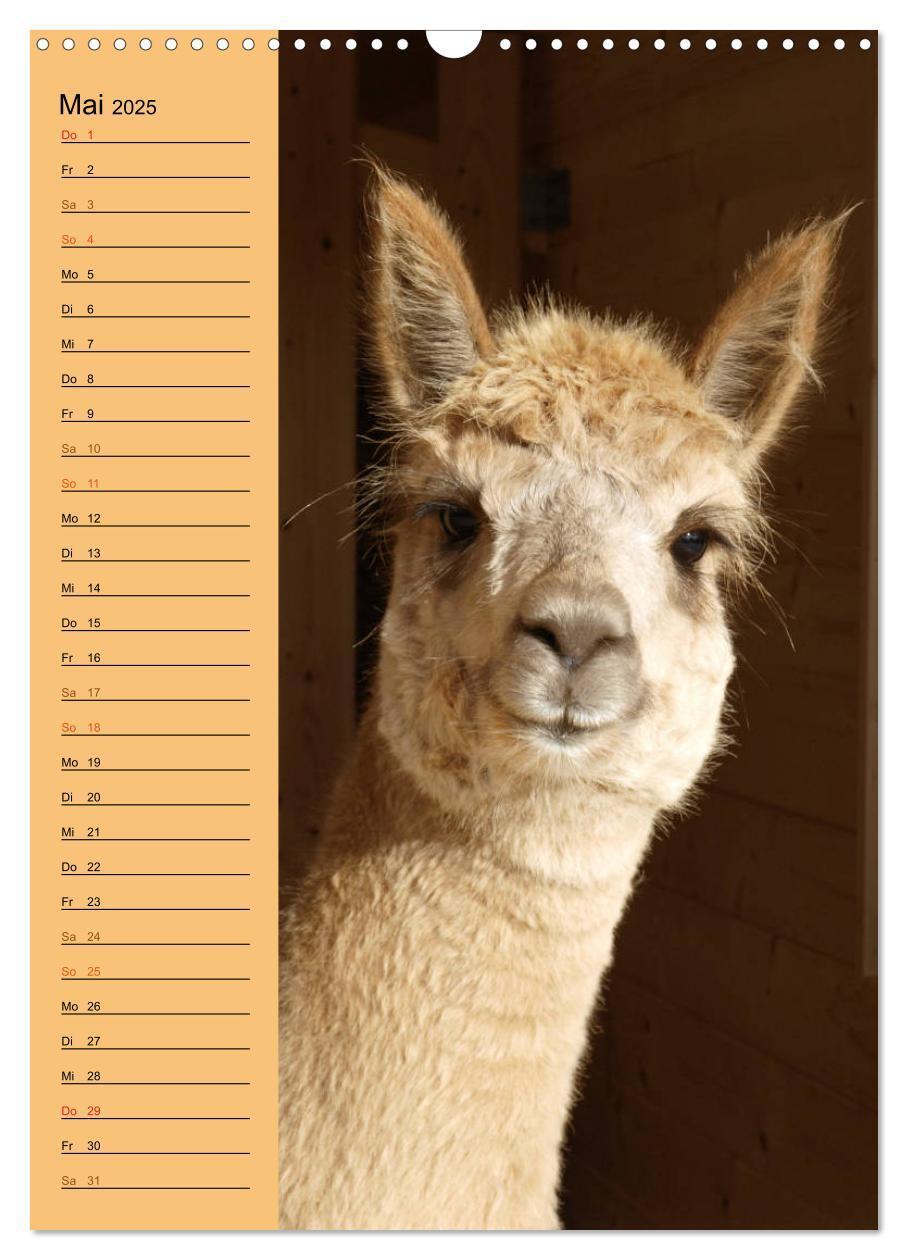 Bild: 9783435990504 | Alpakas zum Knuddeln gerne (Wandkalender 2025 DIN A3 hoch),...