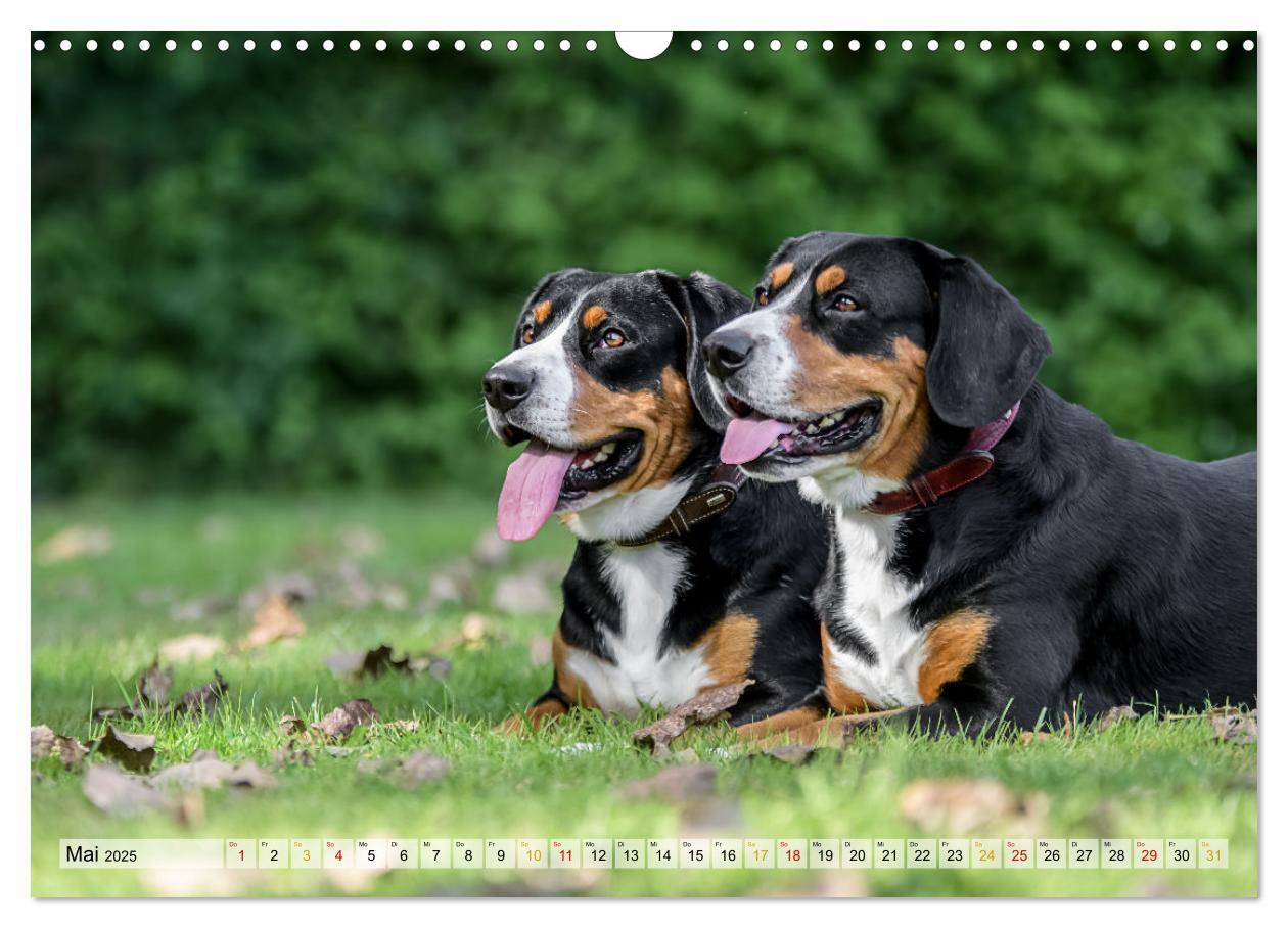 Bild: 9783457198964 | Entlebucher - Temperamentvolle Schweizer Sennenhunde (Wandkalender...